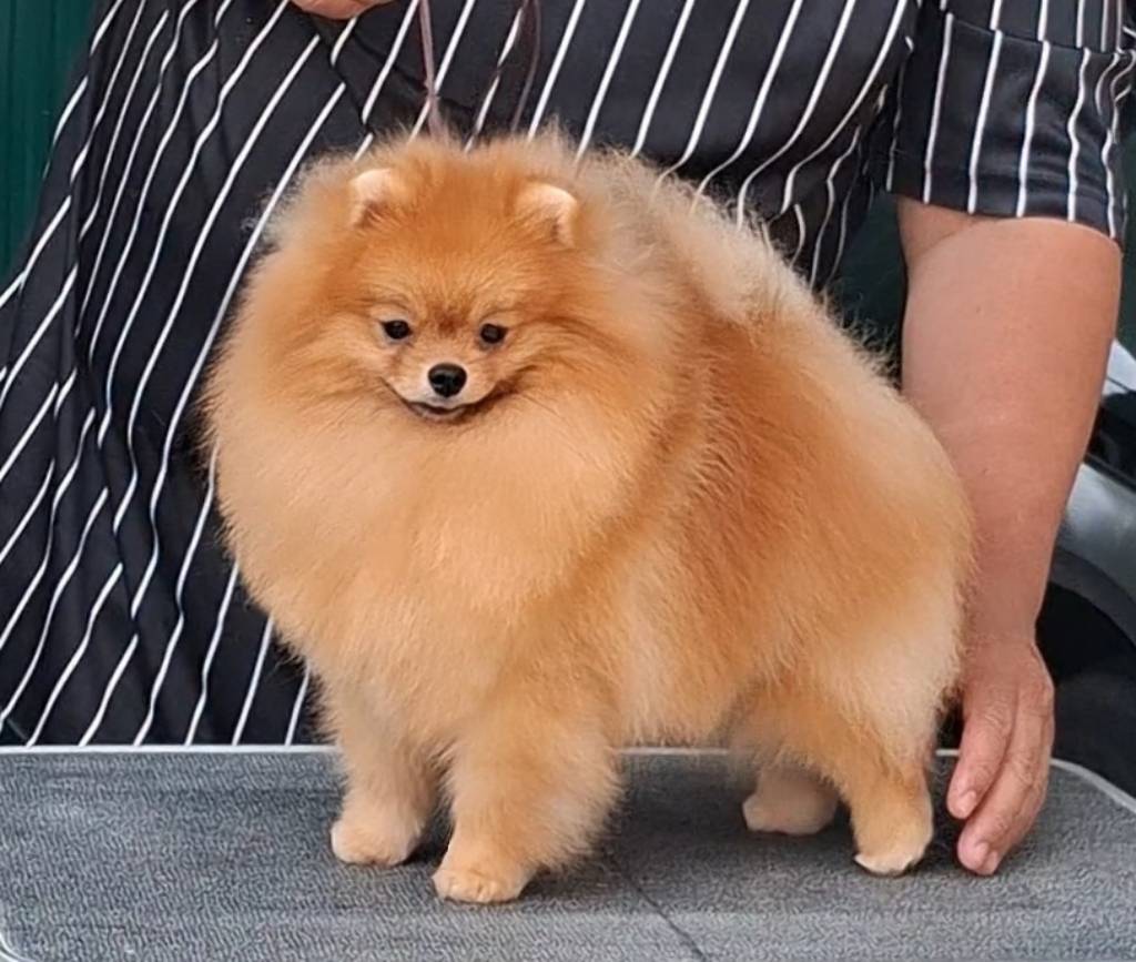 พ่อพันธุ์ปอมหนุ่มหล่อสายเลือดแชมป์พร้อมย้ายบ้านจ้า