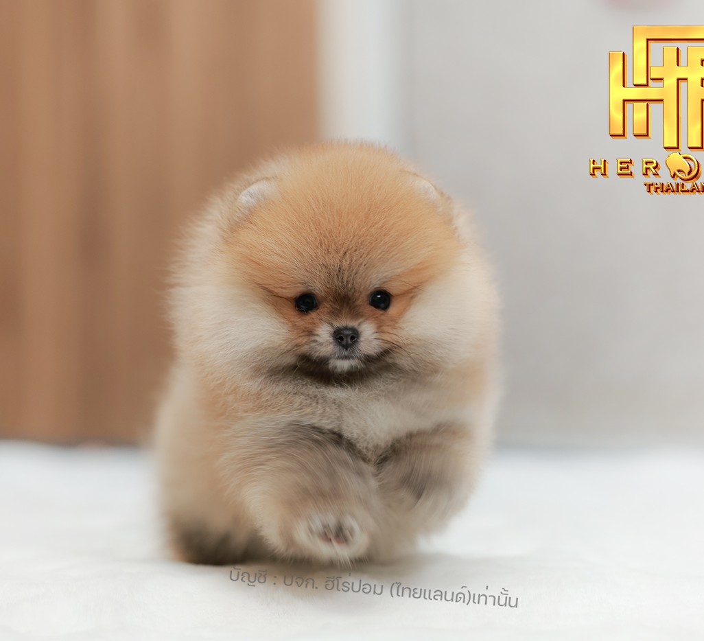 ปอมแท้ ปอมหน้าหมี น้องปอมเลี้ยงเล่น สินสอดเบาๆ HRF-10873 เพศหญิง อายุ 2 เดือน น้...