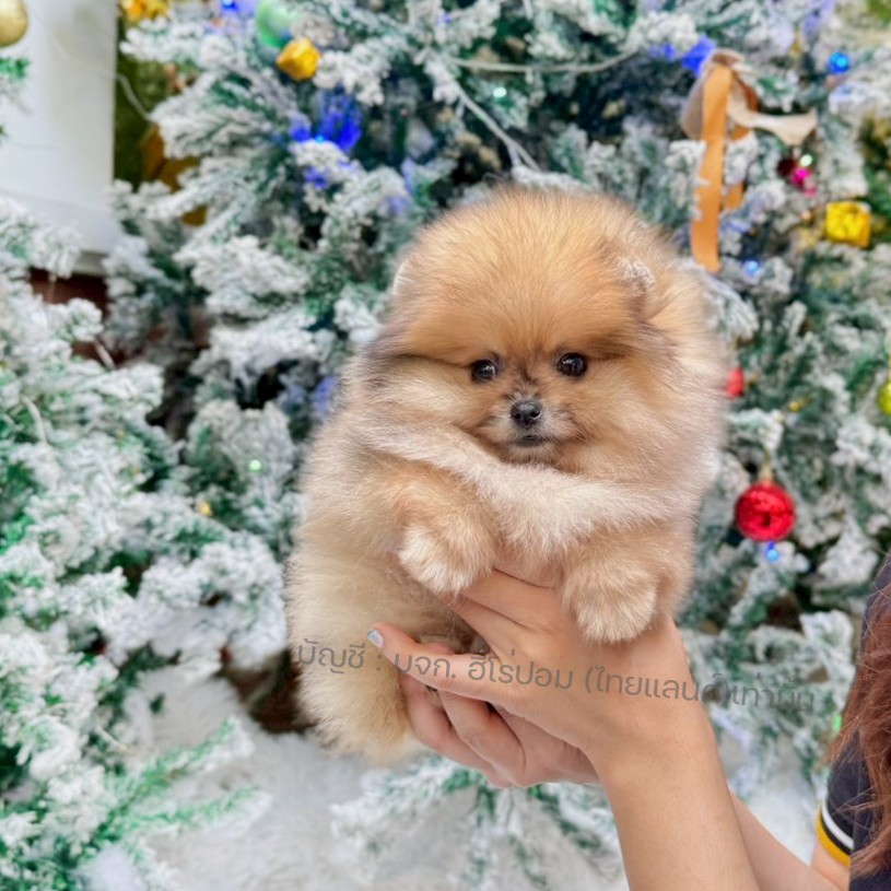 ปอมแท้ ปอมหน้าหมี HRF-10538 เพศหญิง สีส้ม ตัวจิ๋วตัวเล็ก แก้มอ้วน น่าฟัดมาก ๆ ตอ...