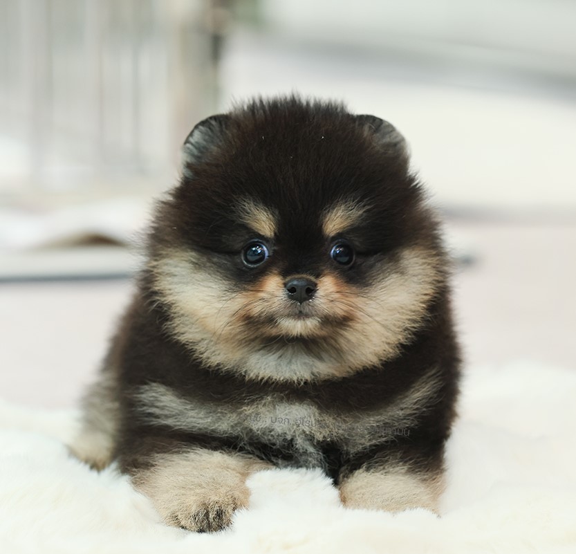 ปอมแท้ ปอมเมอเรเนียน HRM-68761 เพศชาย สีแบล็คแทน อายุ 2 เดือน หน้าตาน่ารัก ขาสั้...