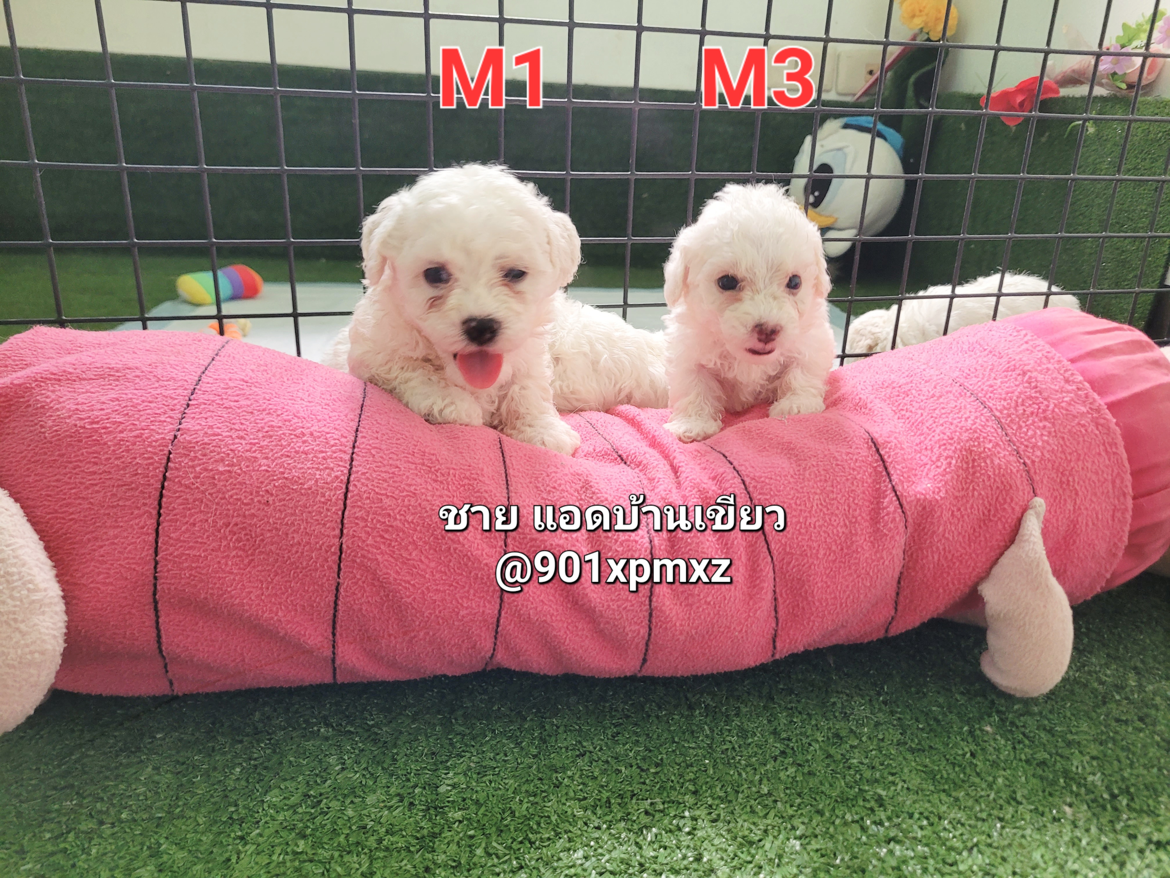 Poodletoy พุดเดิ้ลทอย เกรดพรีเมียม