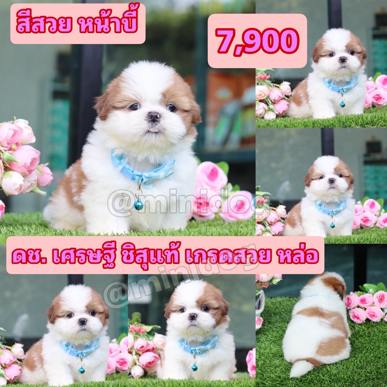 ชิสุแท้เกรดสวย