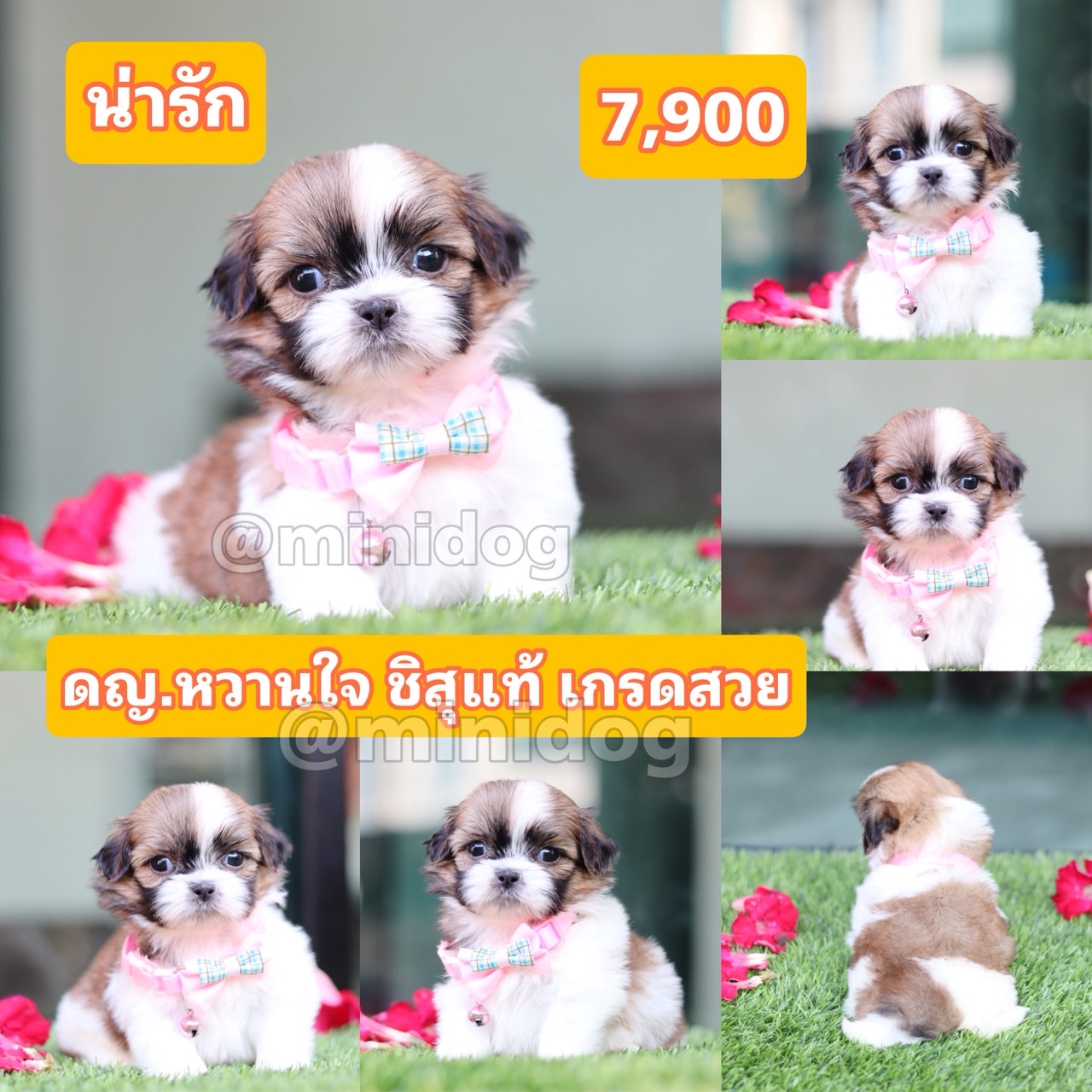 ชิสุแท้เกรดสวย