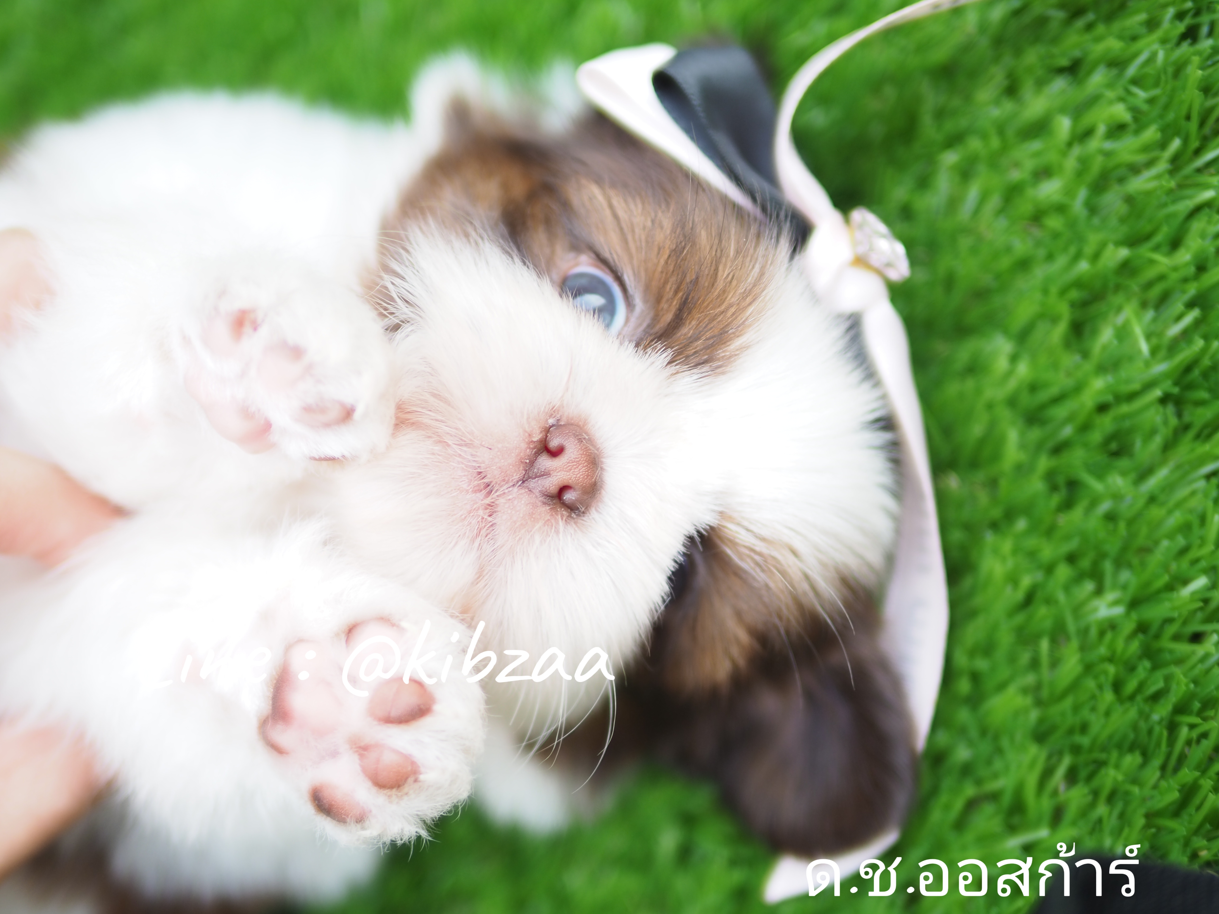 Shihtzu