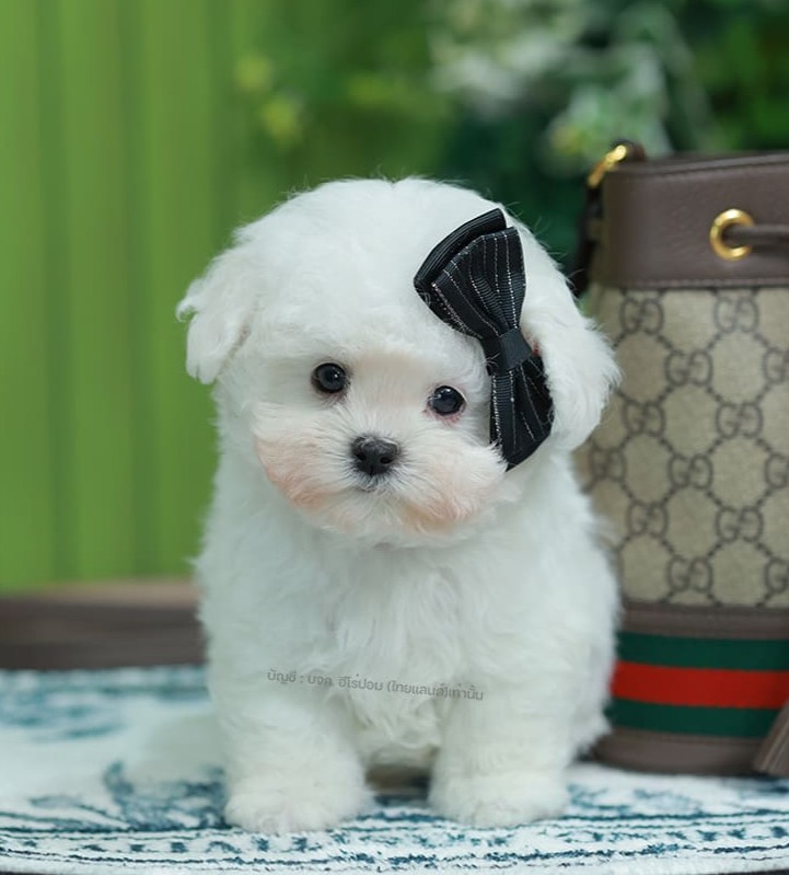 มินิบิชอง BCM-00631 เพศชาย สีขาว น่ารักมาก ขนนุ่มขนแน่น หน้าแบ๊ว เห็นแล้วใจละลาย...