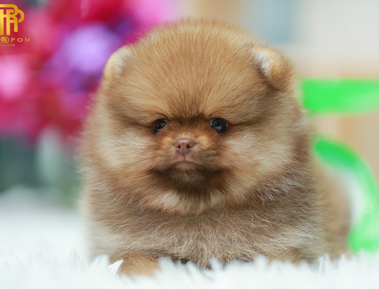 ปอมแท้ ปอมเมอเรเนียน HRF-68128 เพศหญิง สีส้ม อายุ 2 เดือน หน้าตาน่ารัก ขาสั้น ขน...