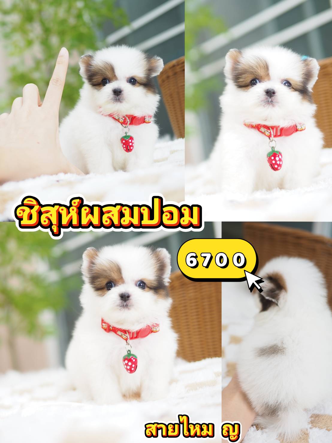 Shihtzu