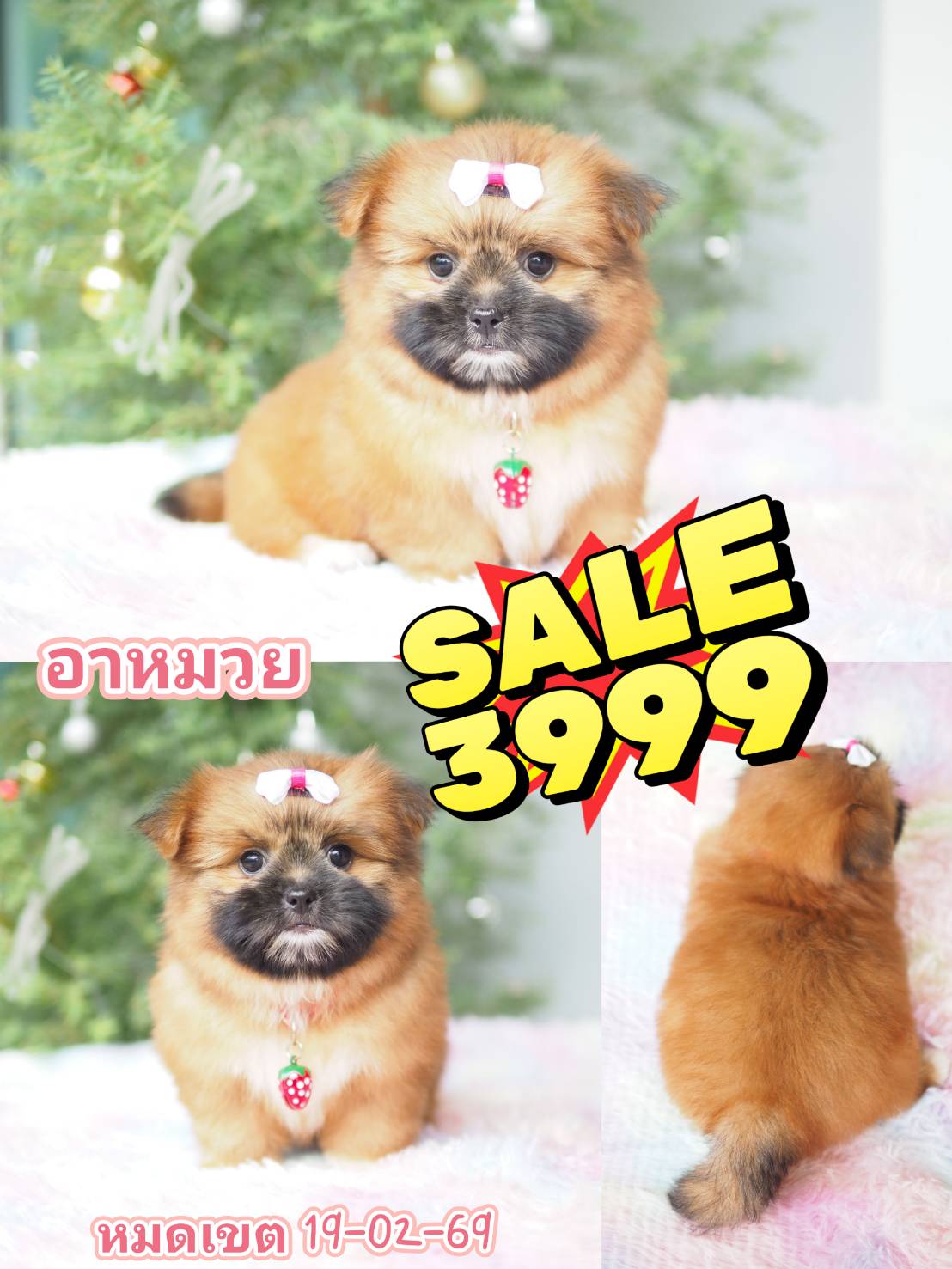 ปอมชิสุห์ 》》 โปร 3999