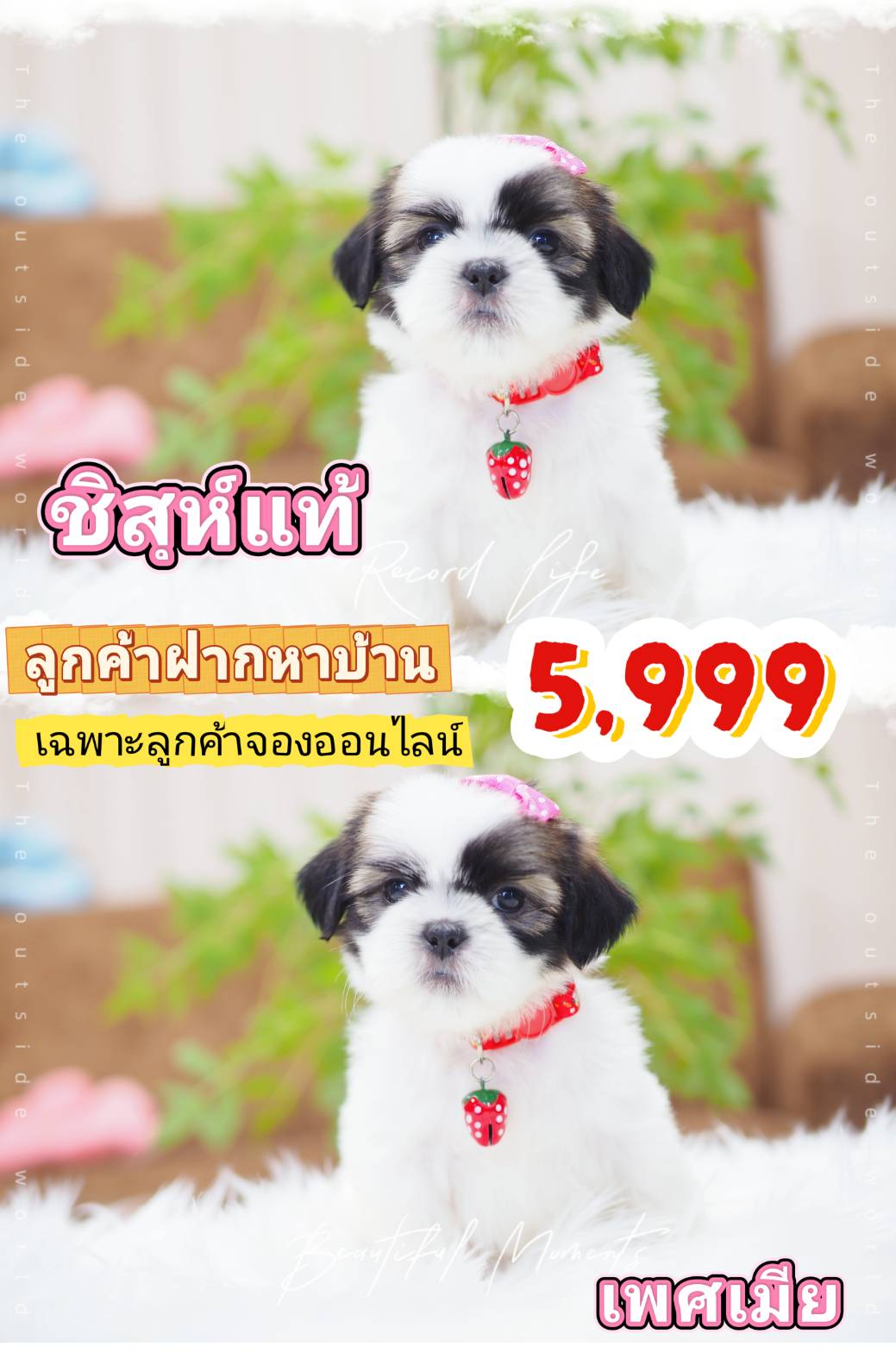 ชิสุ 5999