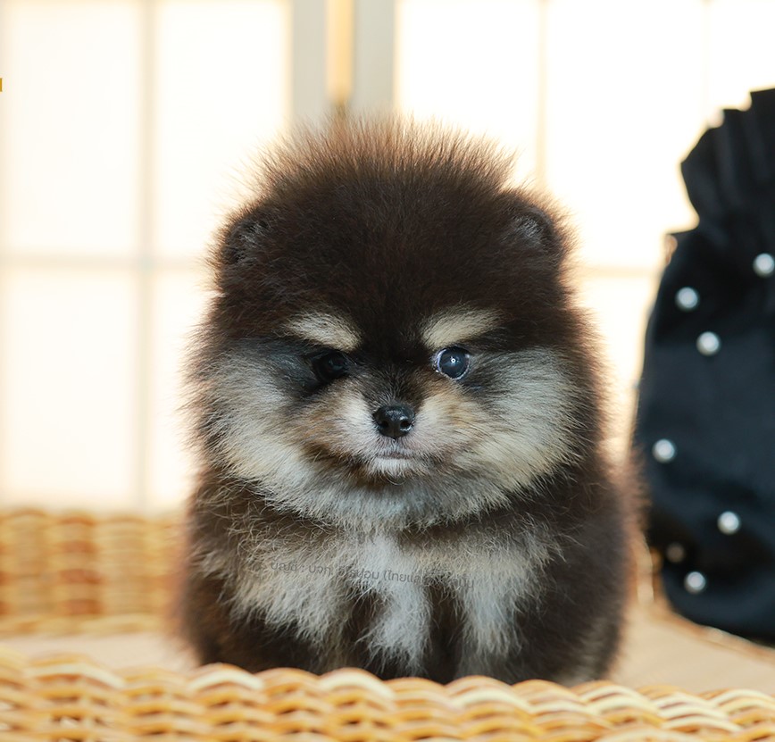 ปอมแท้ ปอมเมอเรเนียน HRF-68173 เพศหญิง สีแบล็คแทน อายุ 2 เดือน หน้าตาน่ารัก ขาสั...