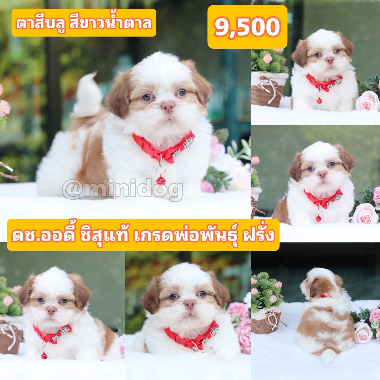 ชิสุแท้เกรดสวย