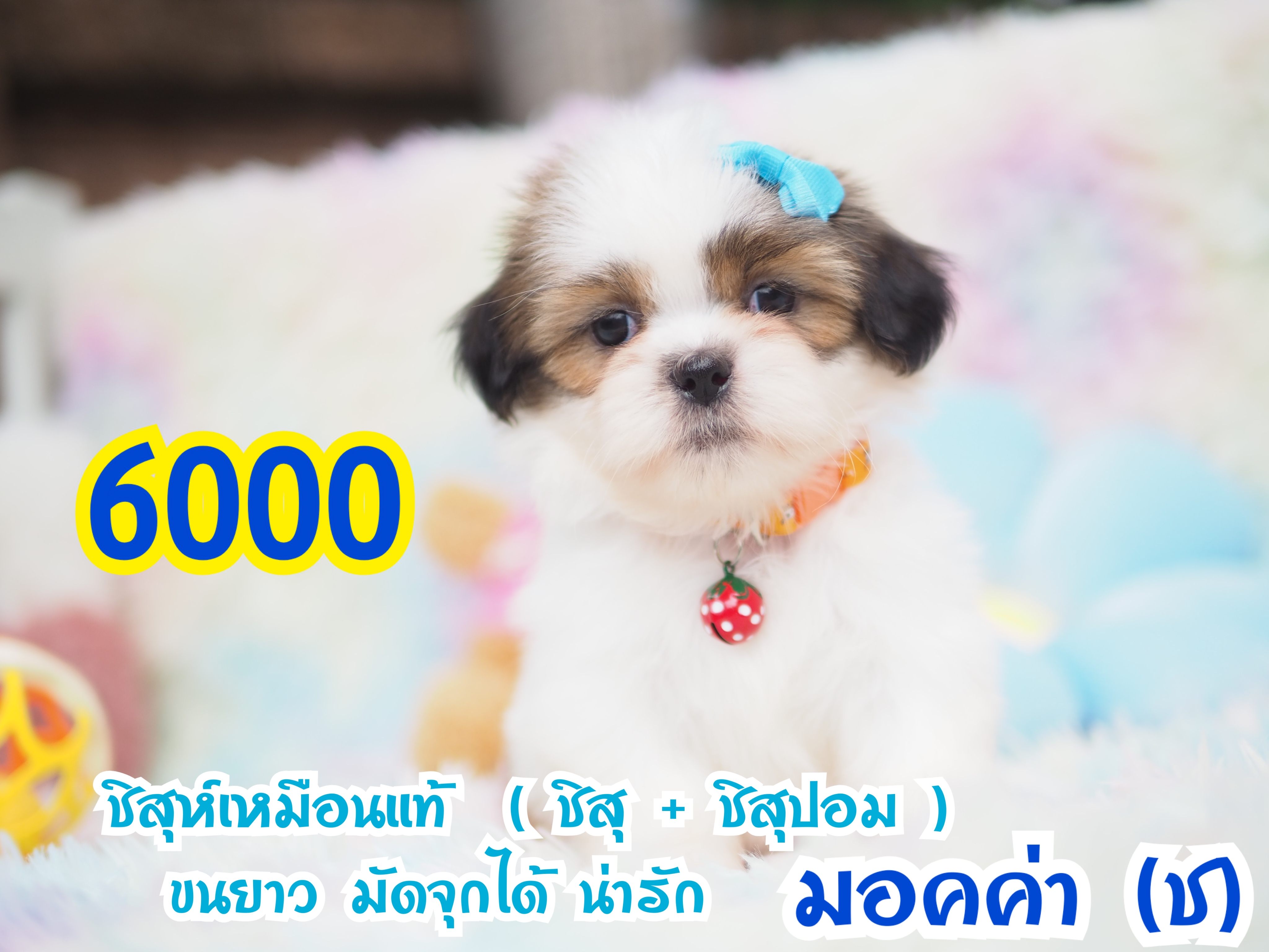 ❤️บ้านกิ๊ฟซ่า ชิสุ