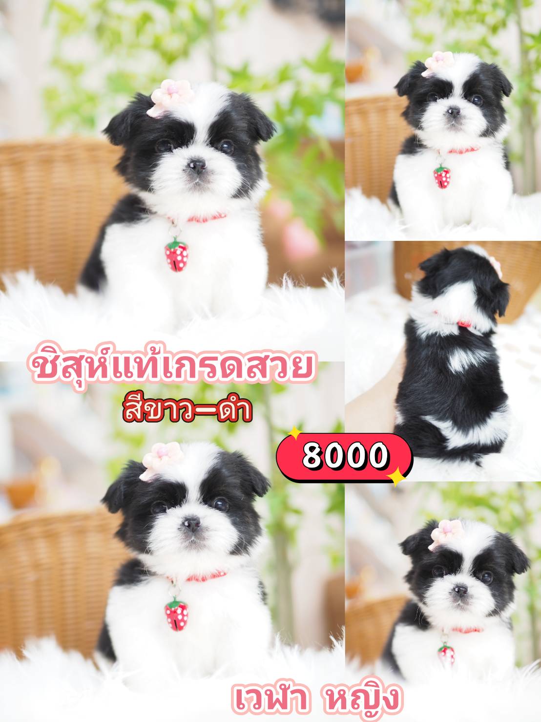 Shihtzu