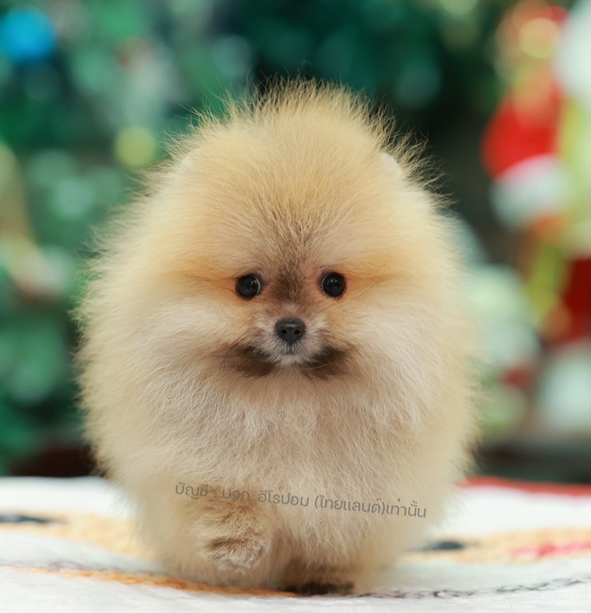 ปอมแท้ ปอมหน้าหมี HRM-10822 เพศชาย สีส้ม ตัวจิ๋วตัวเล็ก แก้มอ้วน น่าฟัดมาก ๆ ตอน...