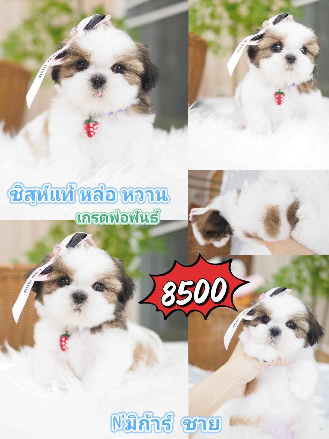 Shihtzu