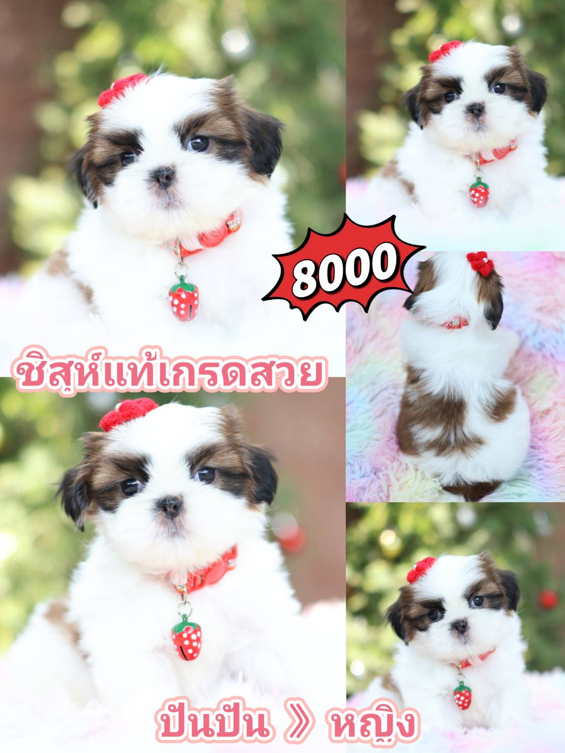 Kibzaa shihtzu