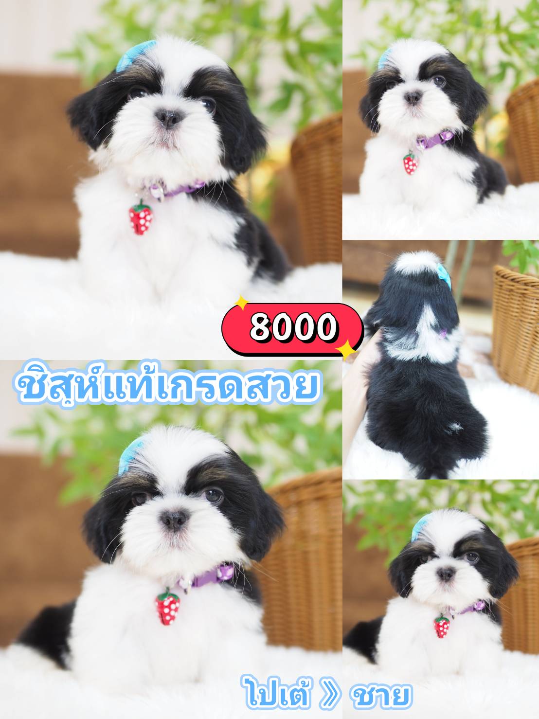 ชิสุห์เกรดสวย