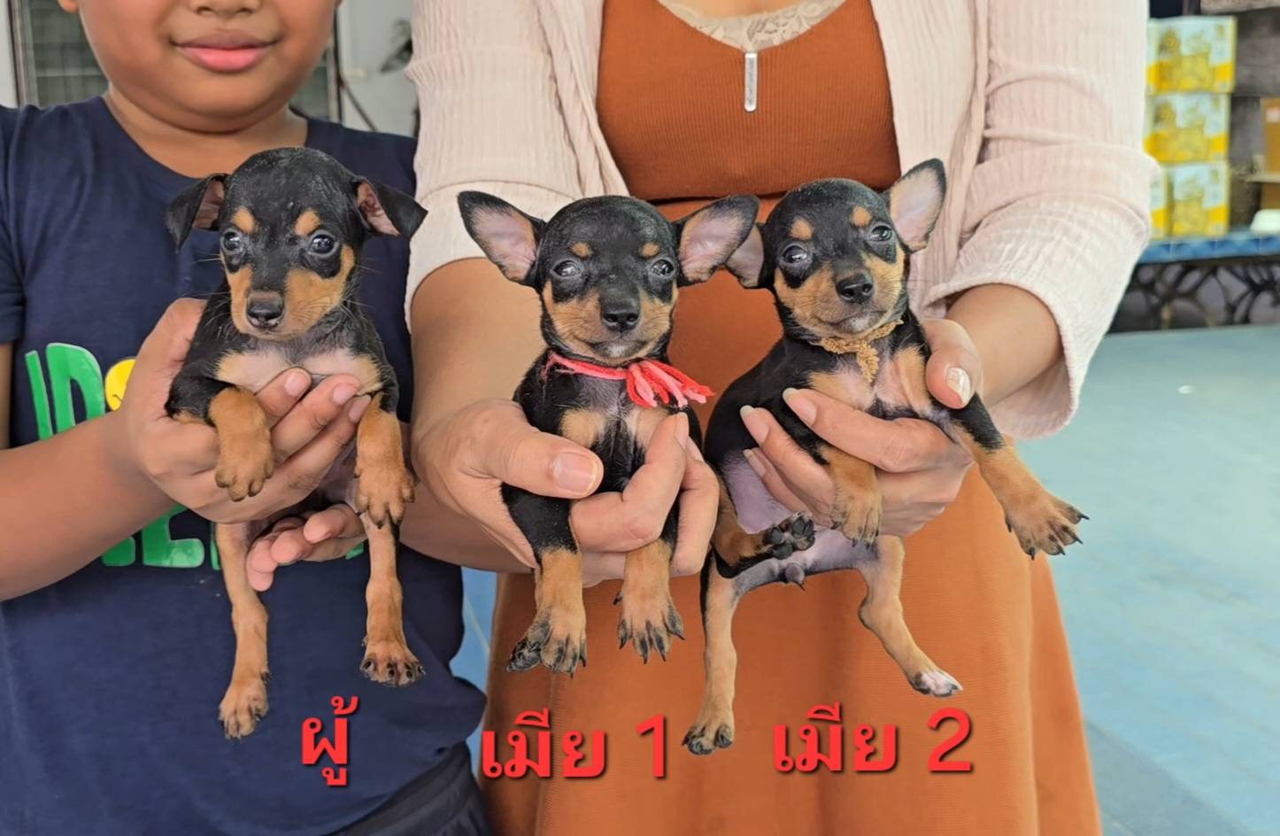 ลูกสุนัขมิเนียเจอร์ พินซ์เชอร์ สายพันธุ์แท้ ฉลาด เลี้ยงง่าย จาก kankarnclub มีจั...