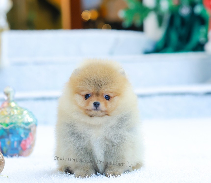 ปอมแท้ ปอมหน้าหมี HRF-10953 เพศหญิง สีส้ม ตัวจิ๋วตัวเล็ก แก้มอ้วน น่าฟัดมาก ๆ ตอ...