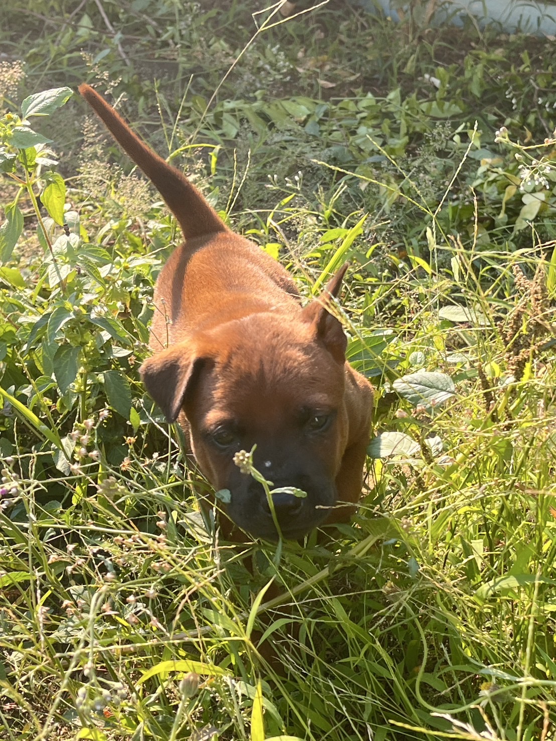 ลูกไทยหลังอานแท้สวยๆ