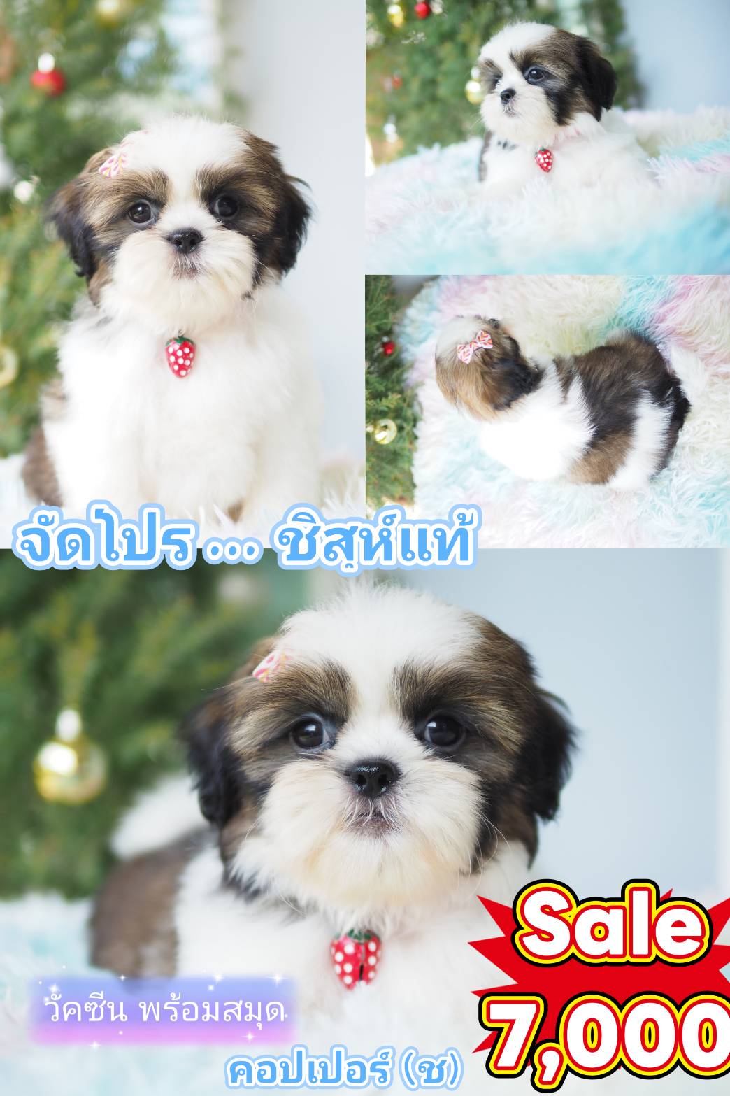 ชิสุ
