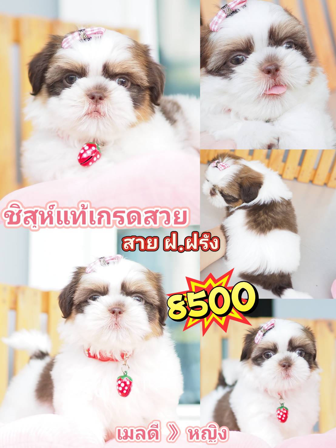 Shihtzu  สาย ฝ.
