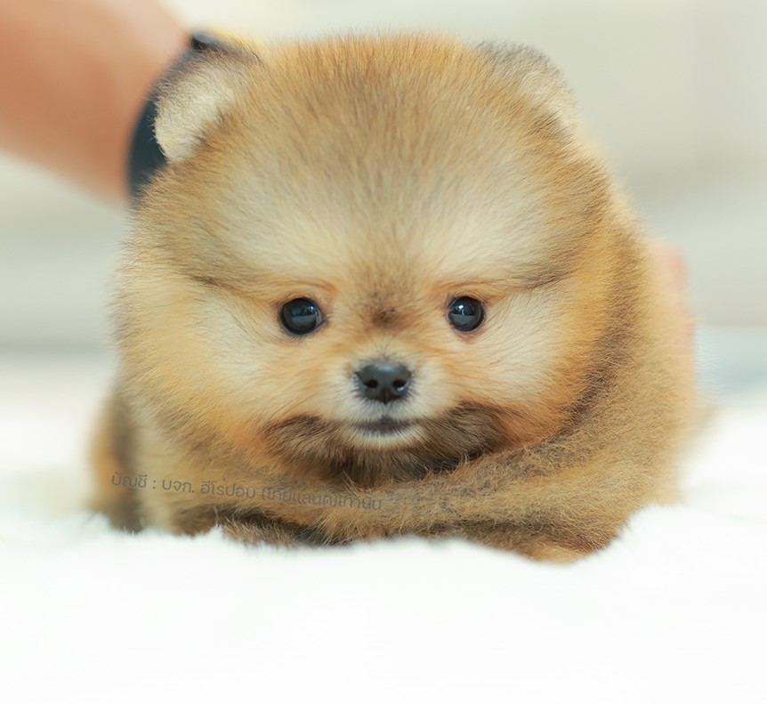 ปอมแท้ ปอมเมอเรเนียน HRM-68764 เพศชาย สีส้ม อายุ 2 เดือน หน้าตาน่ารัก ขาสั้น ขนแ...