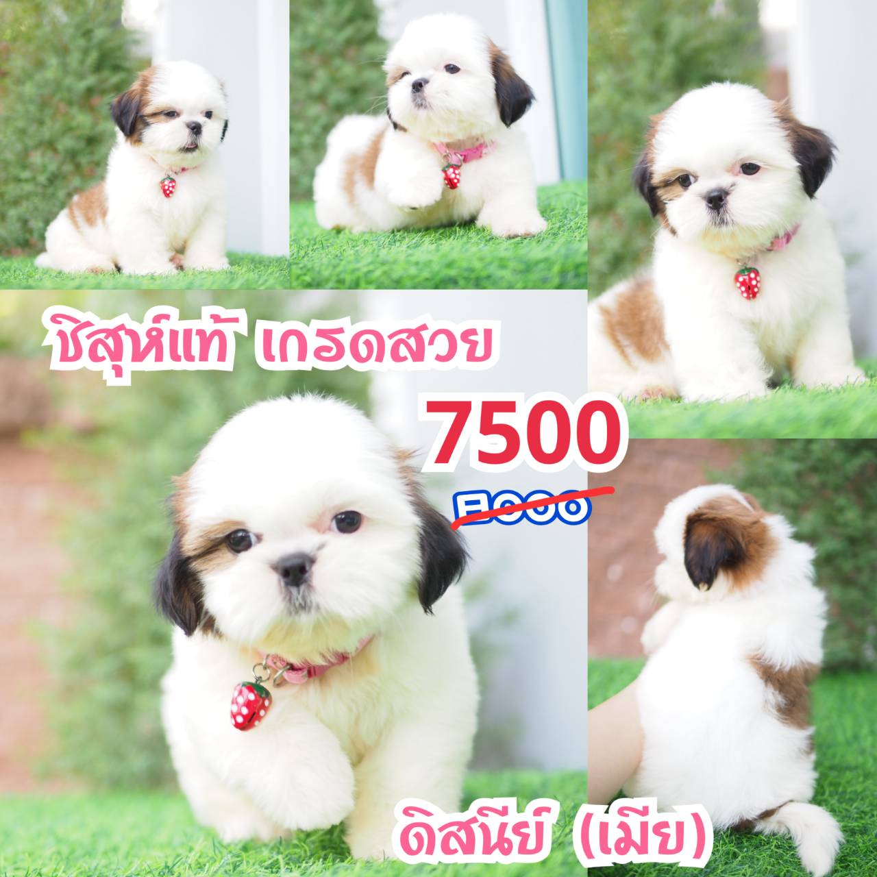 ชิสุแท้ กิ๊ฟซ่า