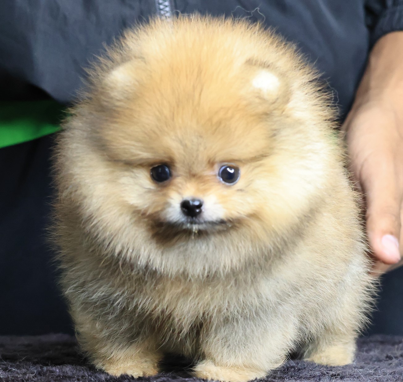 ปอมแท้ ปอมเมอเรเนียน HRM-26511 เพศชาย สีส้ม อายุ 2 เดือน หน้าตาน่ารัก ขาสั้น ขนแ...