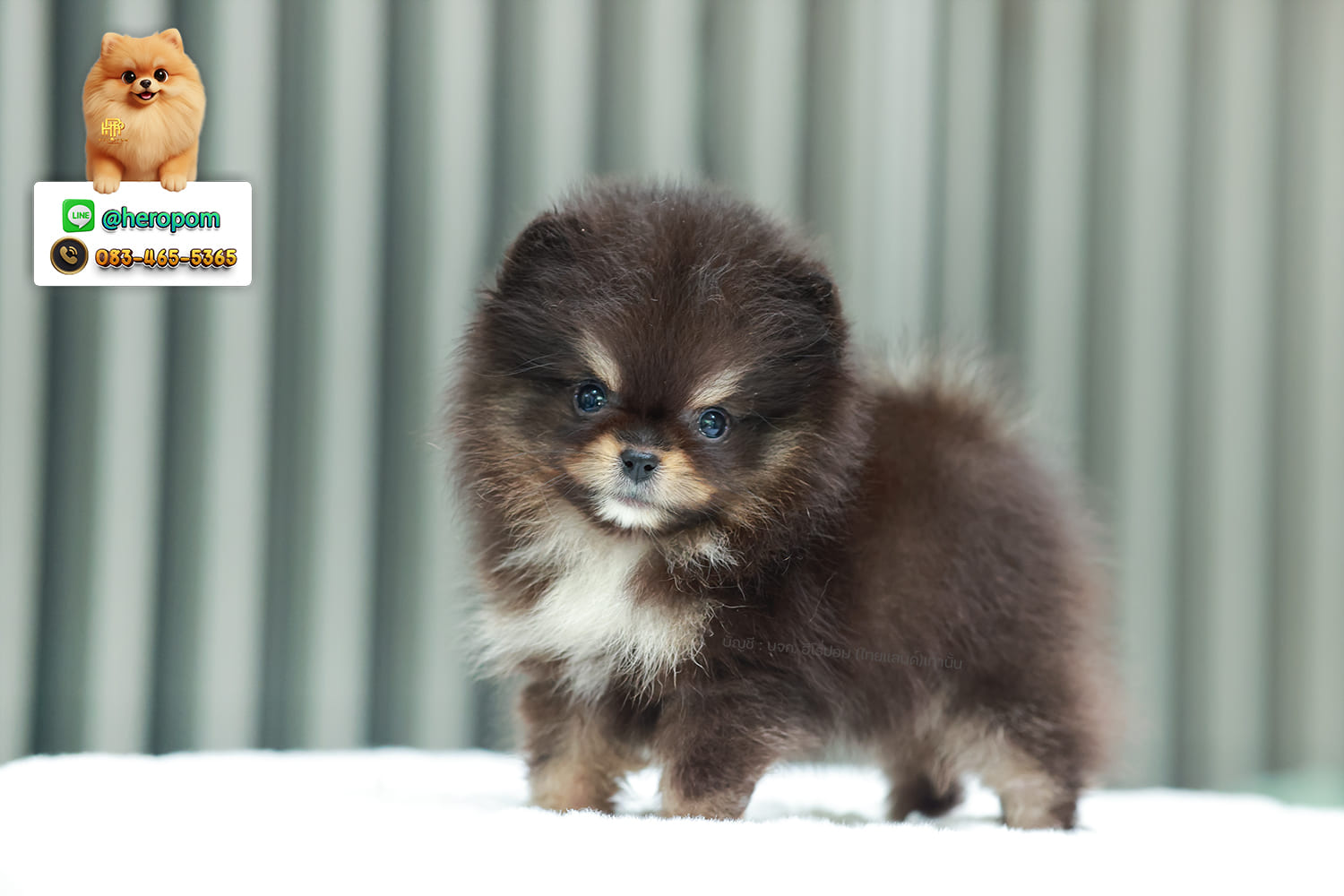 ปอมแท้ ปอมหน้าหมี HRF-89111 เพศหญิง สีแบล็คแทน เจ้าหนูน่ารัก ตัวสั้นขนแน่นมาก หน...