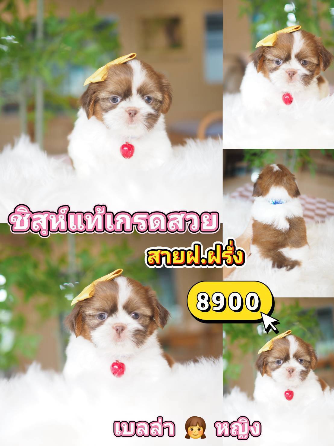 Shihtzu