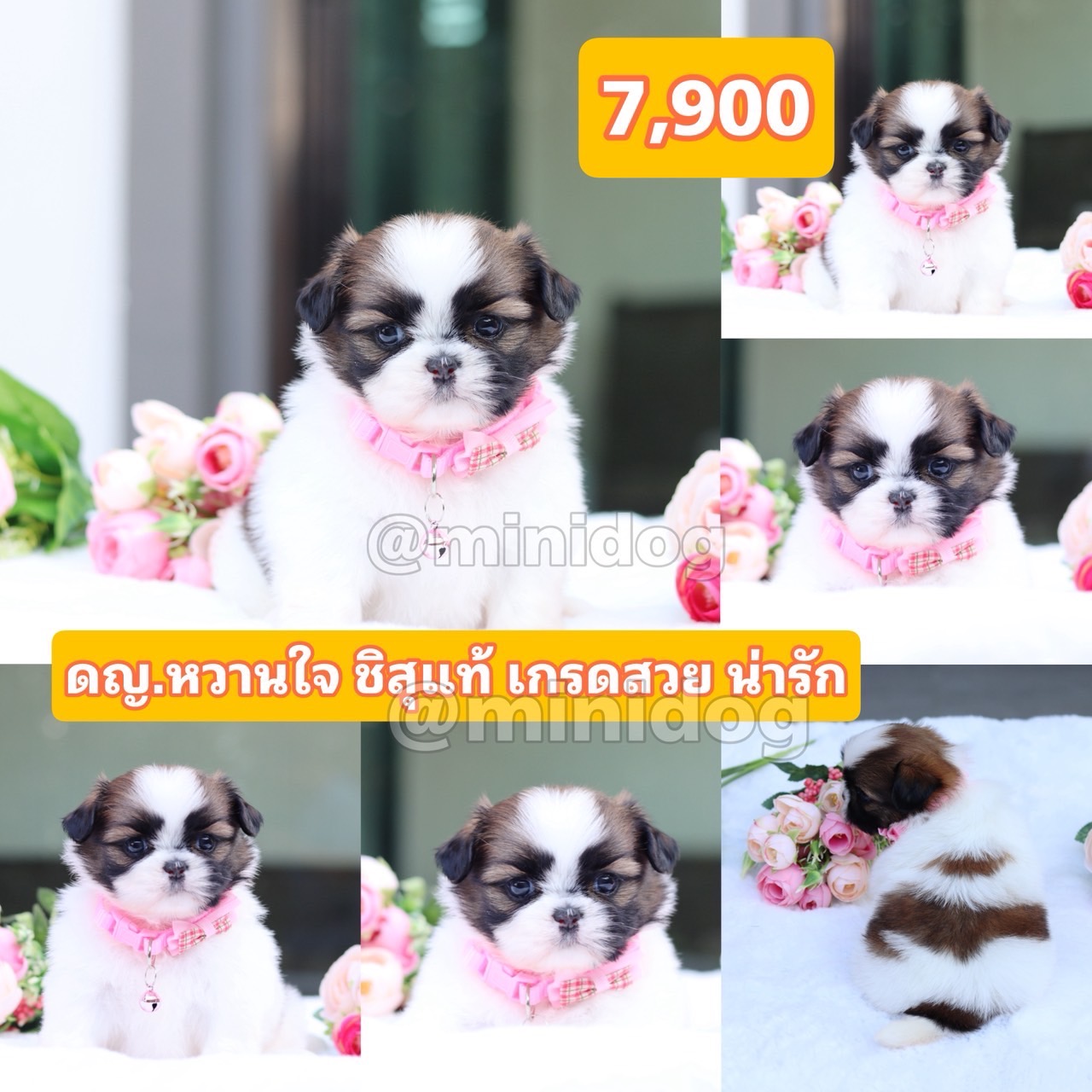 ชิสุแท้เกรกสวย