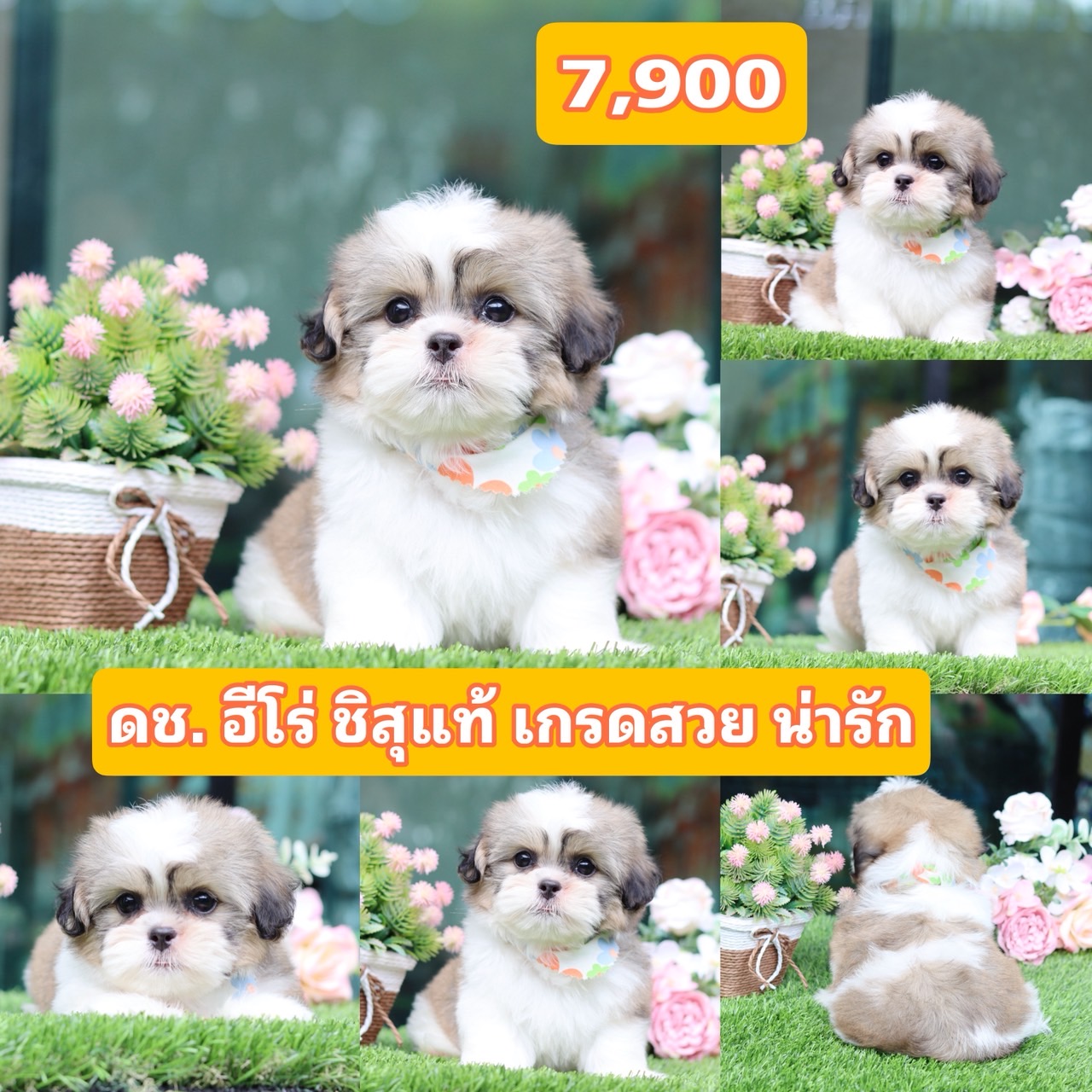 ชิสุแท้เกรดสวย