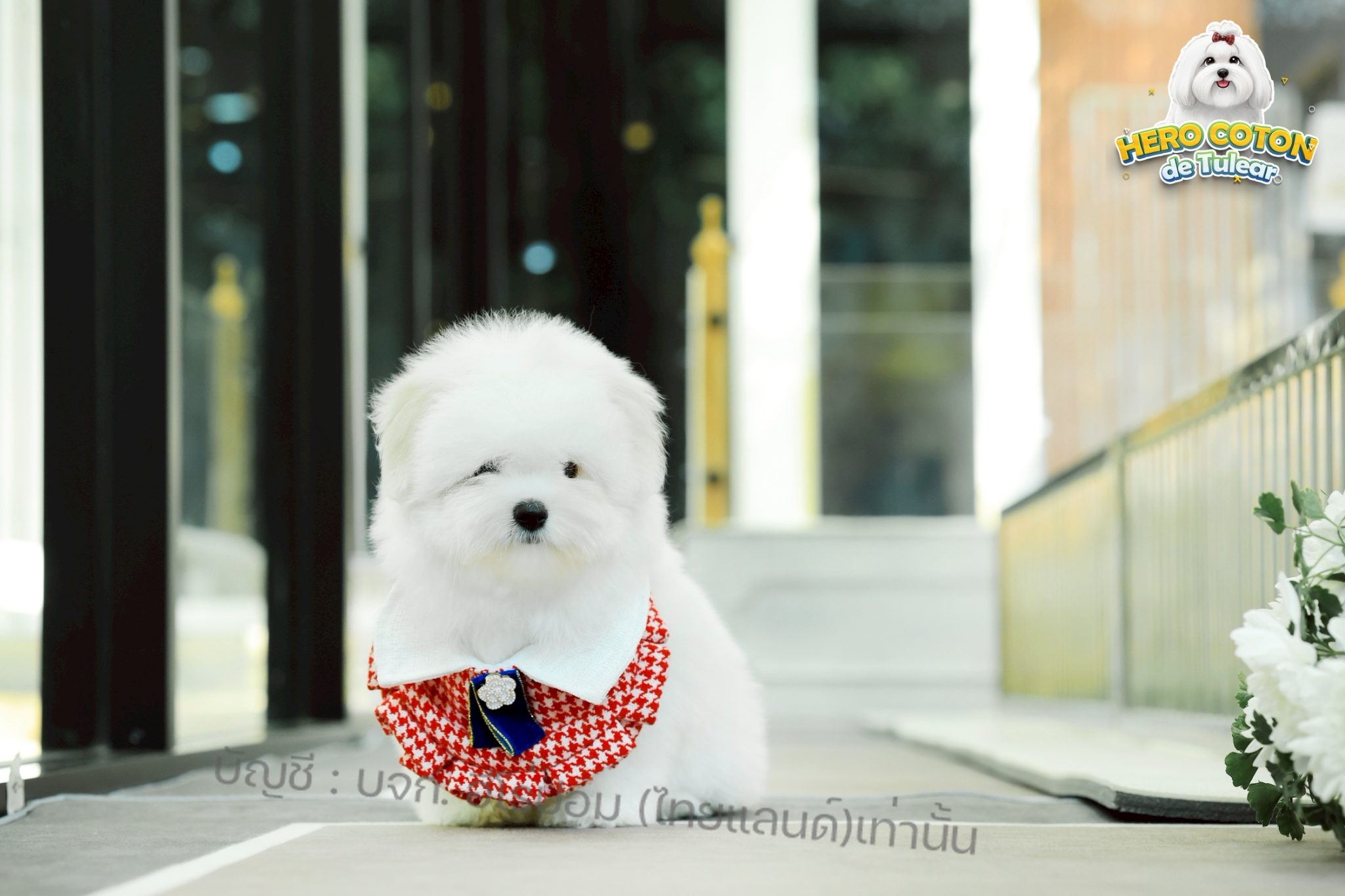 โคตอน CTF-64485 เพศหญิง สีขาว สวยหวานลูกคุณ ตัวเล็ก ขนนุ่ม สายเลือดคุณพ่อคุณแม่น...