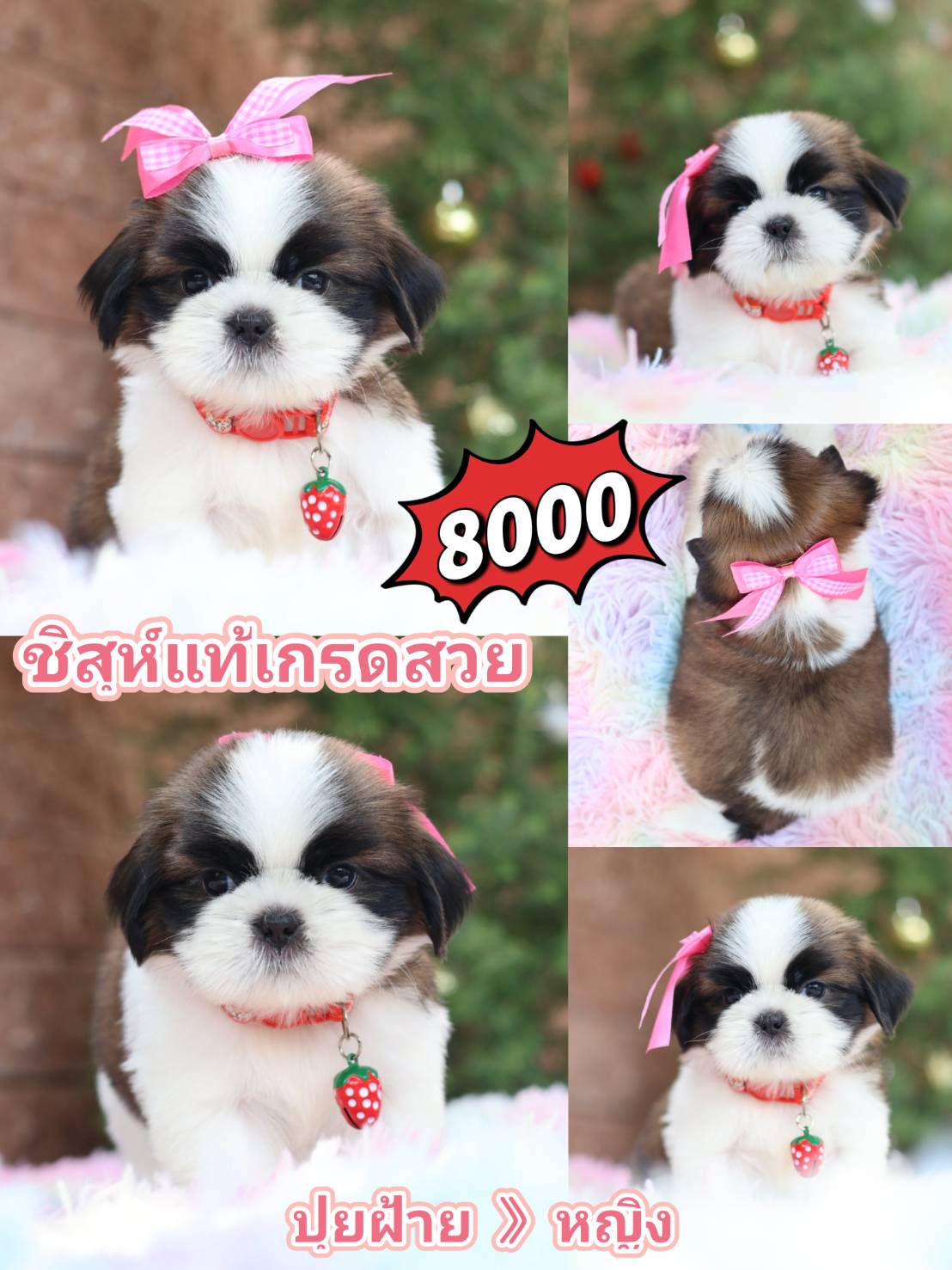 Kibzaa shihtzu