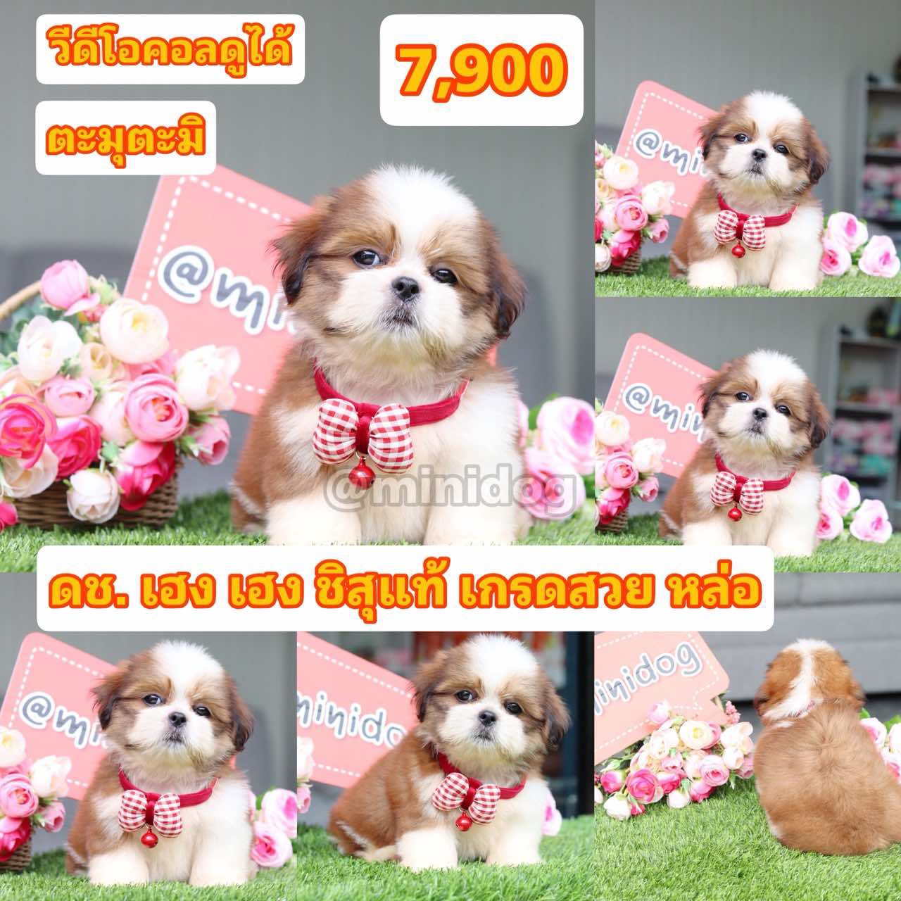 ชิสุแท้เกรดสวย