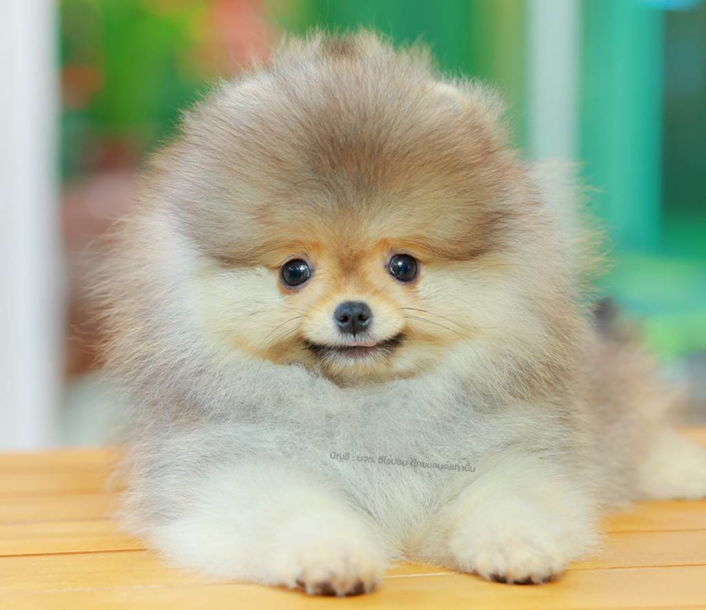 ปอมหน้าหมี ปอมแท้ ปอมเมอเรเนียน HRM-68589 เพศชาย สีส้ม อายุ 2 เดือน ตัวเล็ก ขาสั...