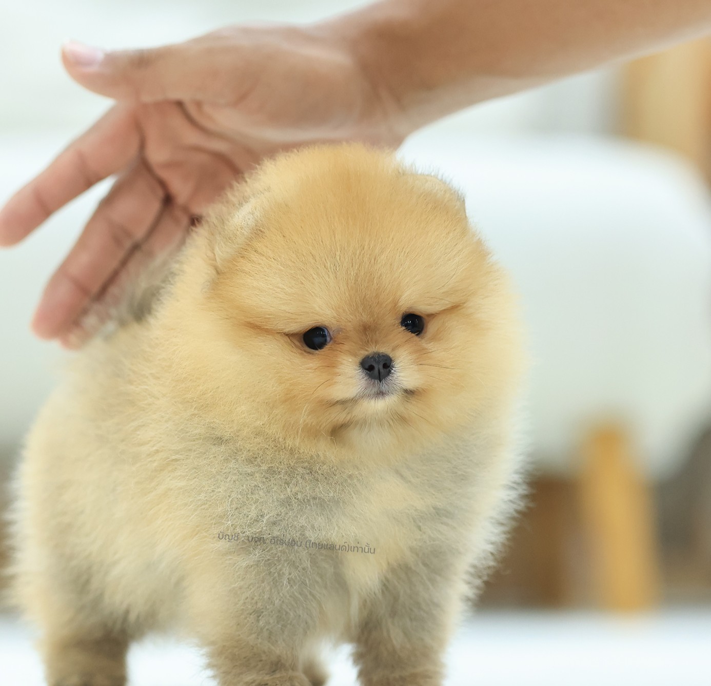 ปอมหน้าหมี ปอมแท้ ปอมเมอเรเนียน HRF-เปิดจอง2 เพศหญิง สีส้ม อายุ 2 เดือน ตัวเล็ก...