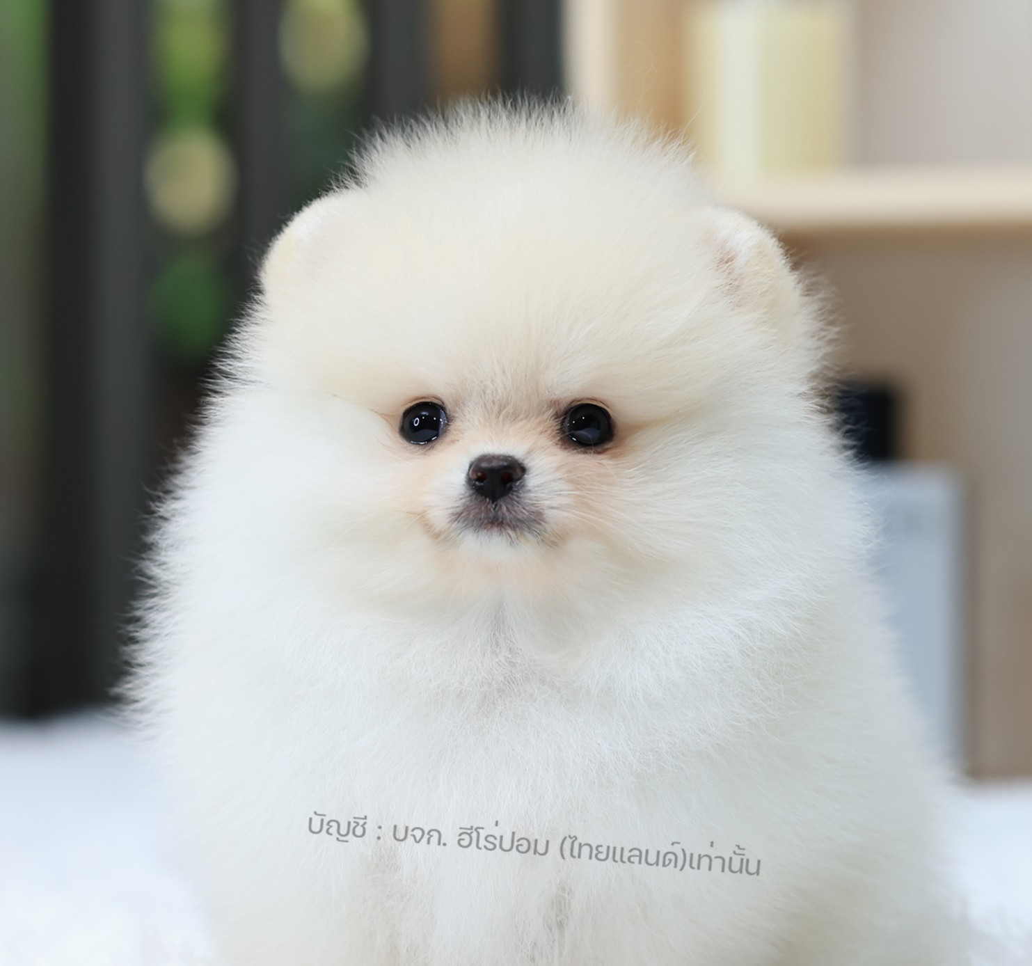 ปอมหน้าหมี ปอมแท้ ปอมเมอเรเนียน HRF-68932 เพศหญิง สีขาว อายุ 2 เดือน ตัวเล็ก ขาส...