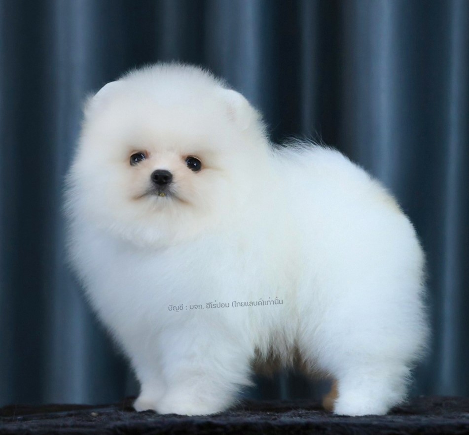 ปอมแท้ ปอมเมอเรเนียน HRM-68749 เพศชาย สีขาว อายุ 2 เดือน หน้าตาน่ารัก ขาสั้น ขนแ...