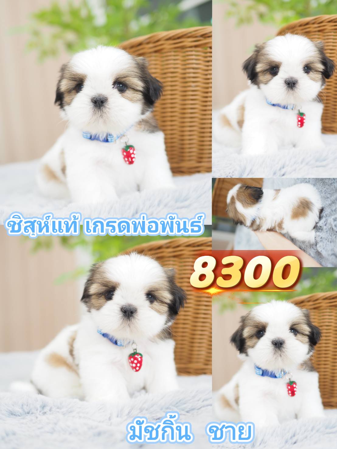 กิ๊ฟซ่า วัชรพล กทม.