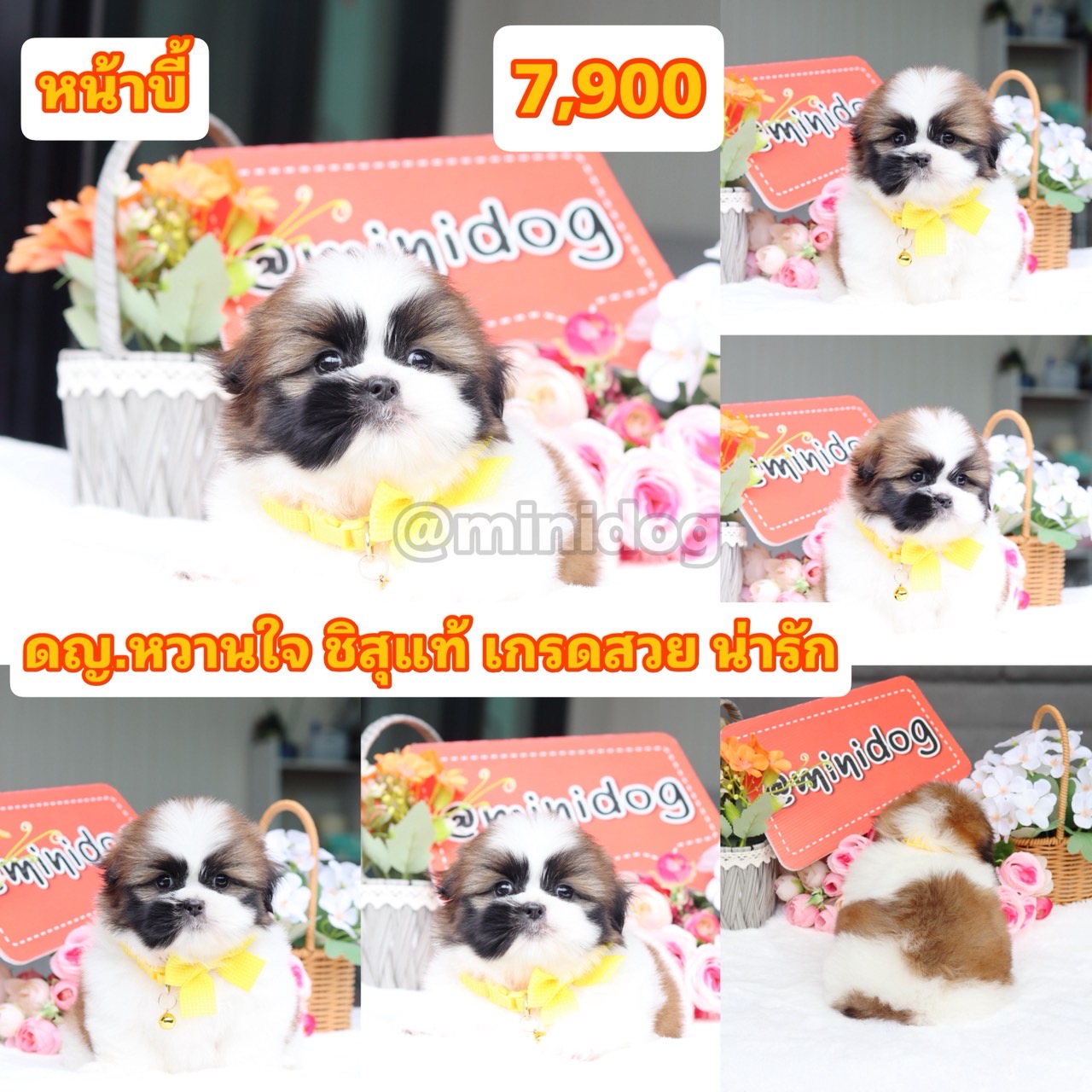 ชิสุแท้เกรดสวย