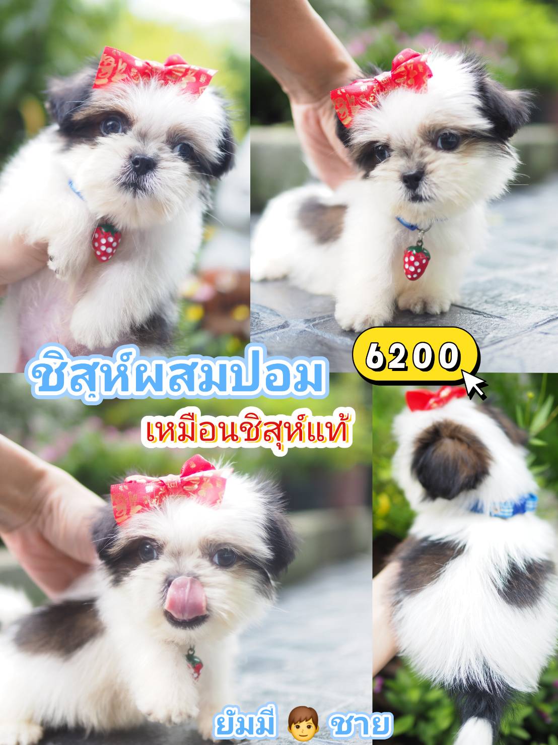 ชิสุผสมปอม