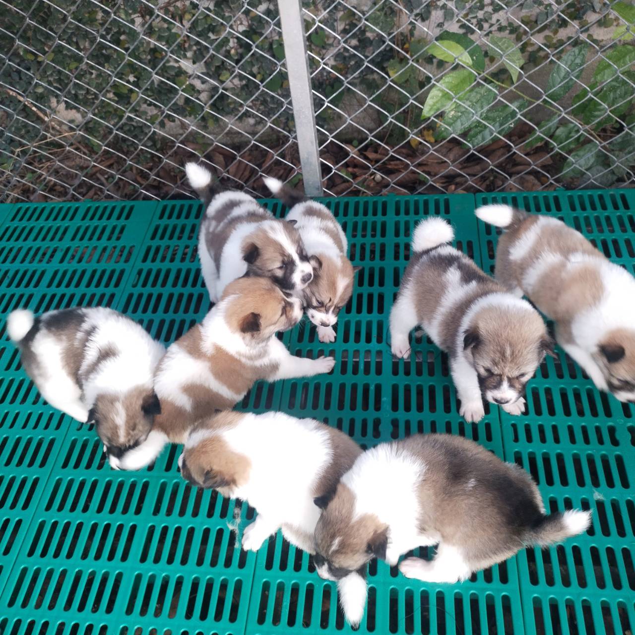 บางแก้วแท้ สายเก่า พ่อแม่ดุ ส่งฟรีกรุงเทพ และใกล้เคียงฉะเชิงเทรา