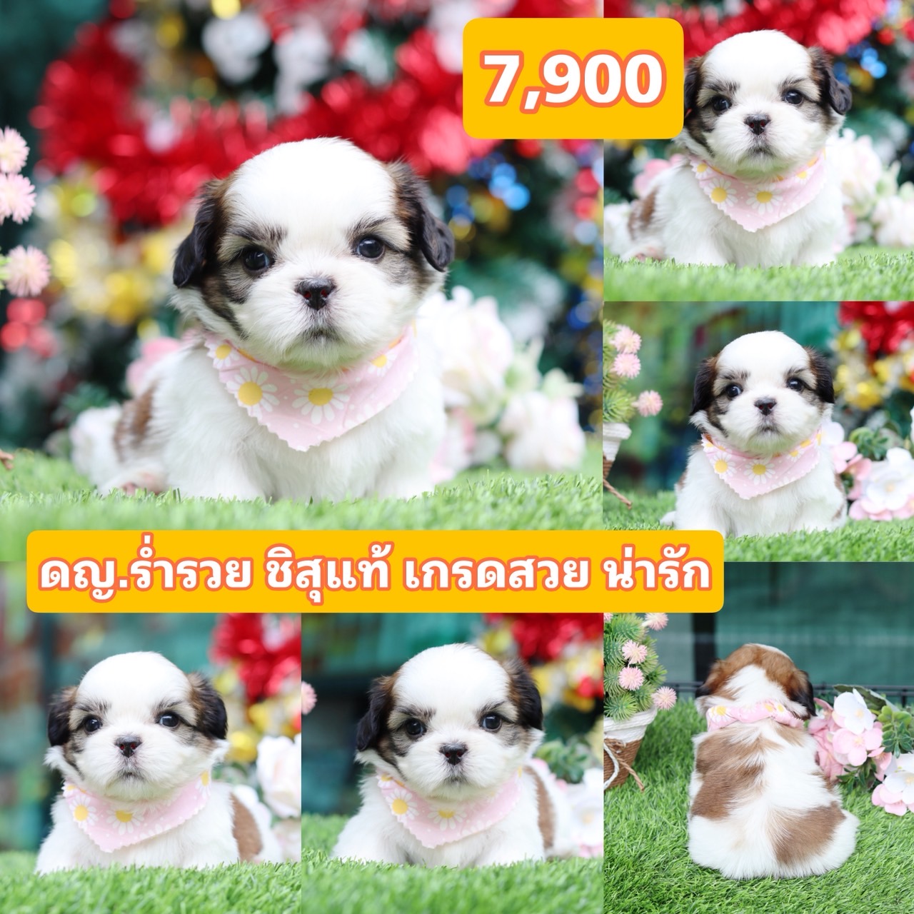 ชิสุแท้เกรดสวย