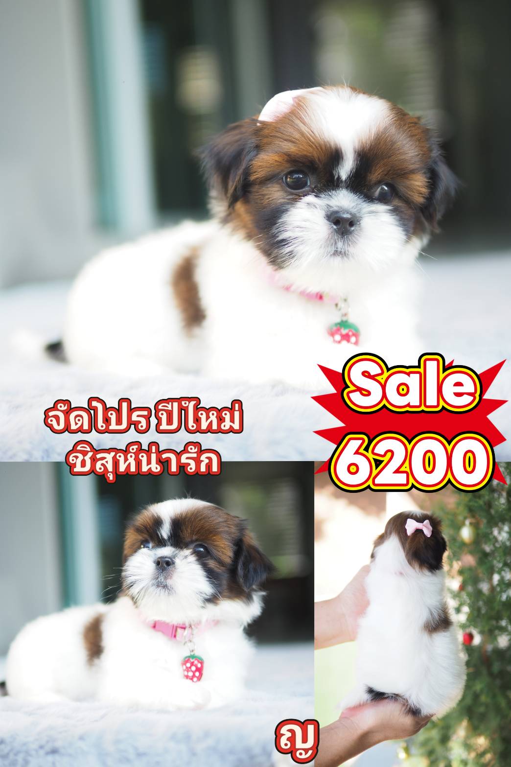 ชิสุแท้ น่ารัก