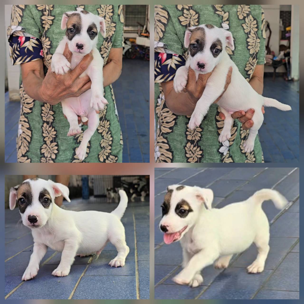 ลูกสุนัขแจ็ค รัสเซลล์ เพศผู้ สายพันธุ์แท้หน้าหล่อ ร่าเริง ฉลาด เลี้ยงง่าย จาก ka...