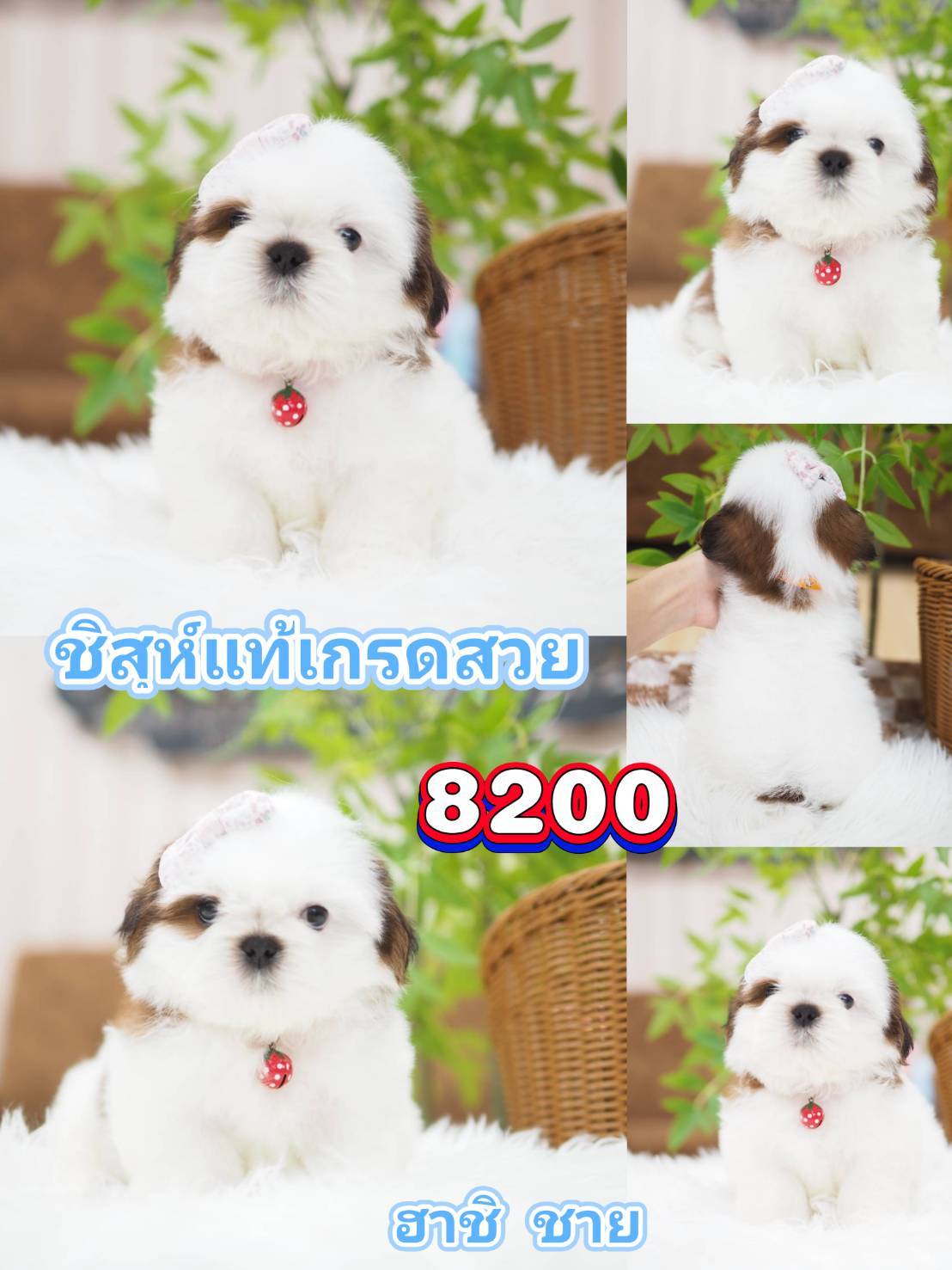 ชิสุแท้
