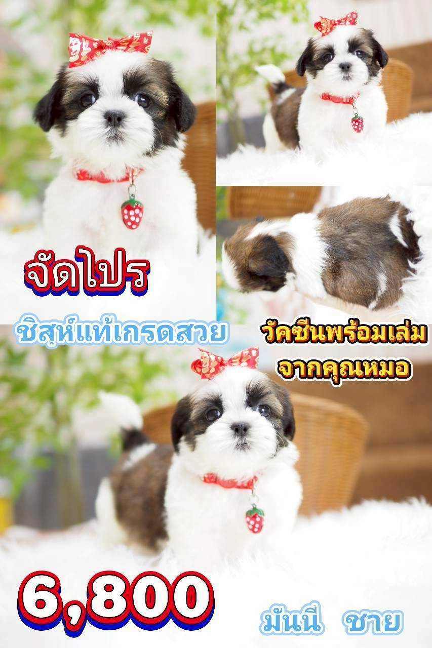 ชิสุ 6800