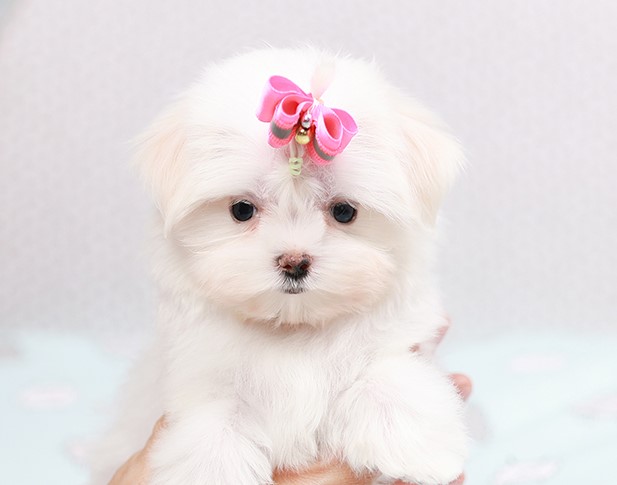 MTF50960 Maltese เพศหญิง สีขาว อายุ 2 เดือน ตัวเล็ก ขาสั้น หน้าสั้น ขนแน่น